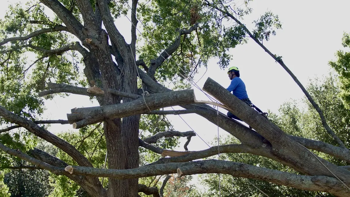 Professional Crown Thinning performed by certified arborists in Coral Springs
