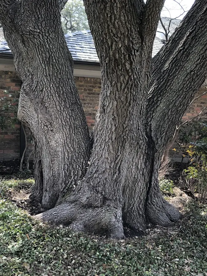 Mature heritage tree close to a Coral Springs property cared for by certified arborists
